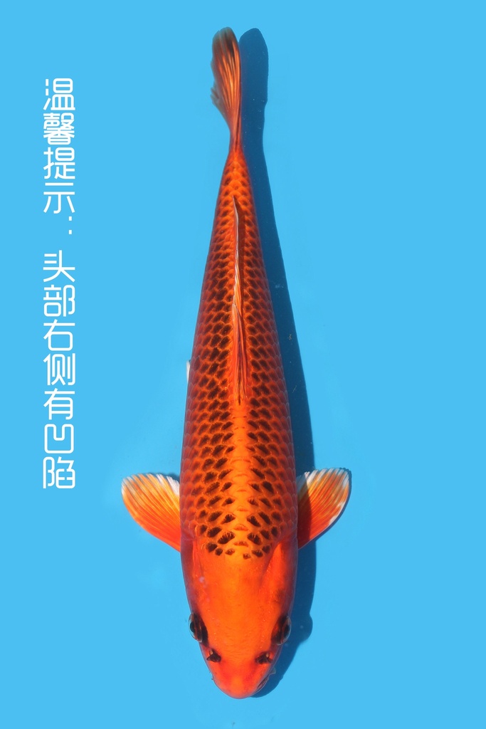 尾形产 金松叶 当才 27cm 雄性 340100