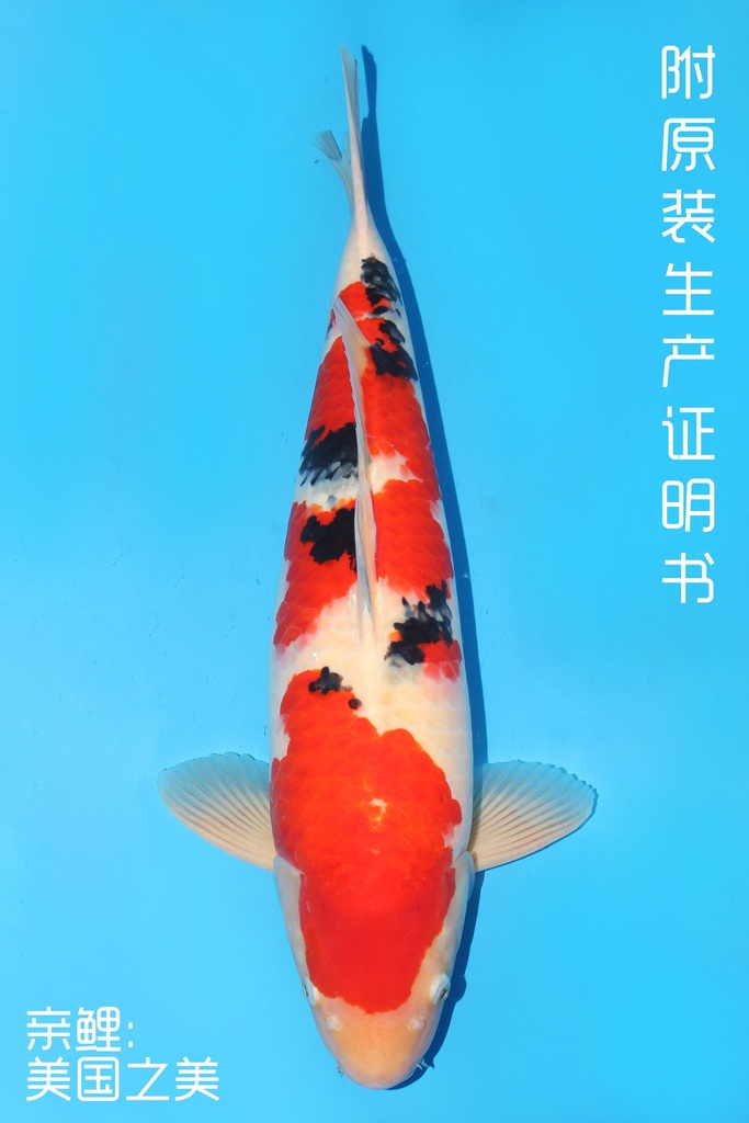 桃太郎产 大正 三才 63cm 雌性 341020