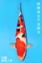 桃太郎产 大正 三才 63cm 雌性 341024