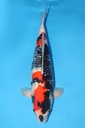 阪井产 银鳞昭和 三才 雌性 66cm 345022