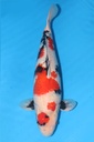 大日产 昭和 三才 雌性 64cm 345033