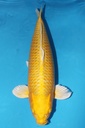 大日产 黄金 三才 雌性 62cm 345023