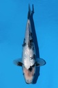 尾形产 银鳞白写 当才 雌性 33cm 345084
