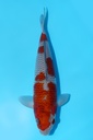 清十郎产 落叶 二才 雌性 32cm 345085