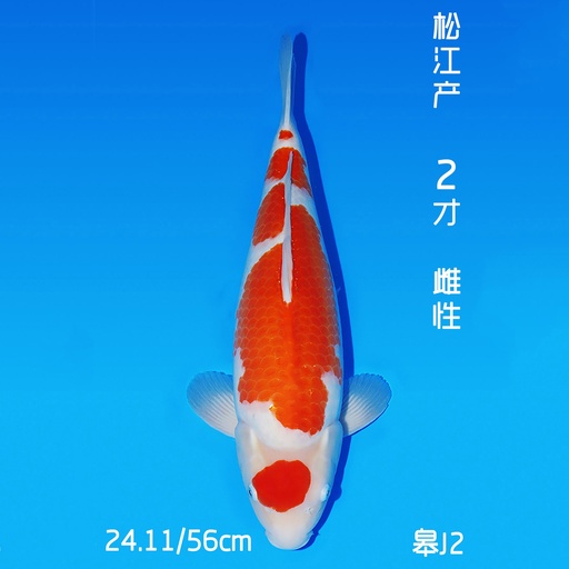 松江产 红白 二才 56cm 雌性（鱼在日本）