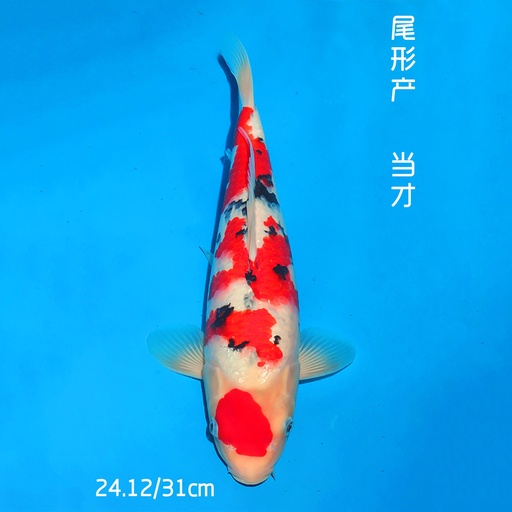 尾形产 大正 31cm 公母不明 （现存日本/附原装证书）