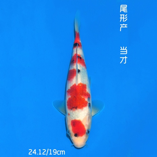 尾形产 大正 19cm 公母不明