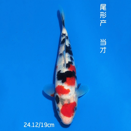 尾形产 大正 19cm 公母不明
