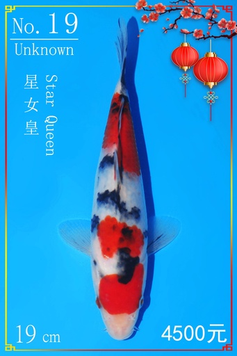 阪井产 大正 19cm 亲鲤星女王