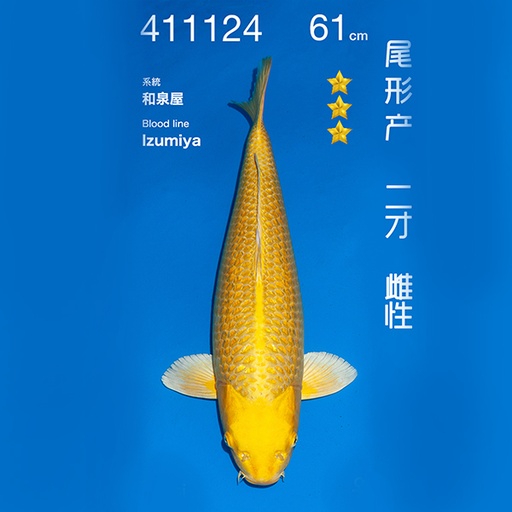 NO.124-24年11月尾形现场拍卖会 –黄金  雌性 （ 回国运费实报实销）