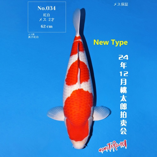 桃太郎竞拍会-红白 62cm 雌性