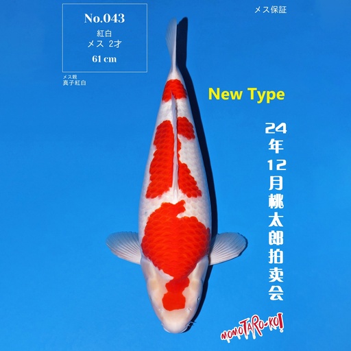 桃太郎竞拍会-红白 61cm 雌性