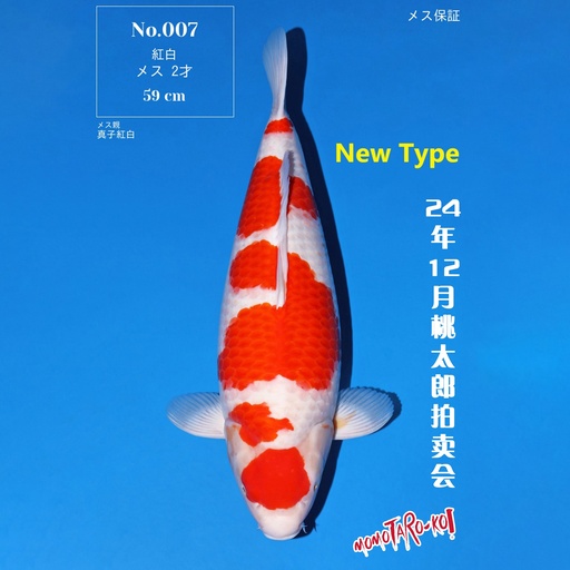 桃太郎竞拍会-红白 59cm 雌性