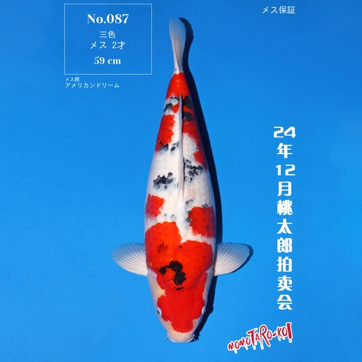 桃太郎竞拍会-大正 59cm 雌性