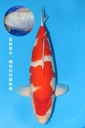 桃太郎 67cm 四才 雌性 346015