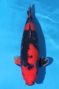蓧田产 三才 67cm 雌性 346025