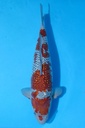阪诘产 三才 53cm 雌性 346032