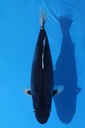 山重产 二才 42cm 雌性 346033