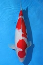 大日丰田产 三才 69cm 雌性 346034