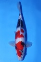 尾形产 二才 37cm 雄性 346067