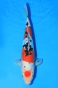 阪诘产 二才 36cm 雌性 346069