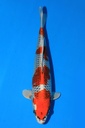 尾形产 当才 29cm 雄性 346072