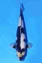 346083