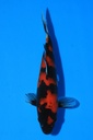 尾形产 当才 25cm 公母不详 346096