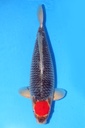 菅野产 58cm 三才 雌性 347010