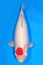 阪井产 73cm 四才 雌性 347019