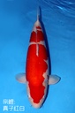 桃太郎产 68cm 三才 雌性 真子红白 347039