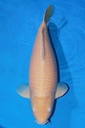 小西产 65cm 三才 雌性 347007