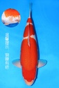 347034 (副本)