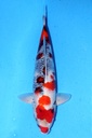 尾形产 56cm 二才 雌性 347035