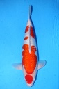 大石产 56cm 三才 雌性 347036