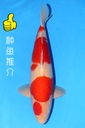 新阪井产 52cm 二才 雄性 347037