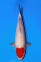 阪井产 43cm 当才 雄性 347054