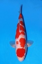 347056 (副本)