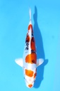 347058 (副本)