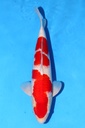 347061 (副本)