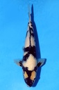 尾形产 41cm 二才 雌性 347066
