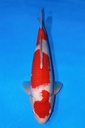 阪井产 41cm 当才 雄性 347067