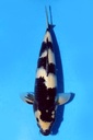 347068 (副本)