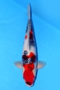 大日产 48cm 二才 雄性 347077