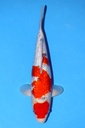 丸堂产 40cm 二才 雌性 347078