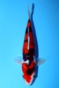 尾形产 26cm 当才 雌性 347090