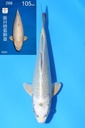 尾形产 22cm 当才 公母不明 银狐 347086