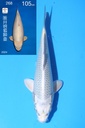 347099 (副本)