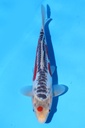 348082 27cm 尾形产 当才 公母不明