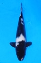 349096 37cm 尾形产 白泻 雄性